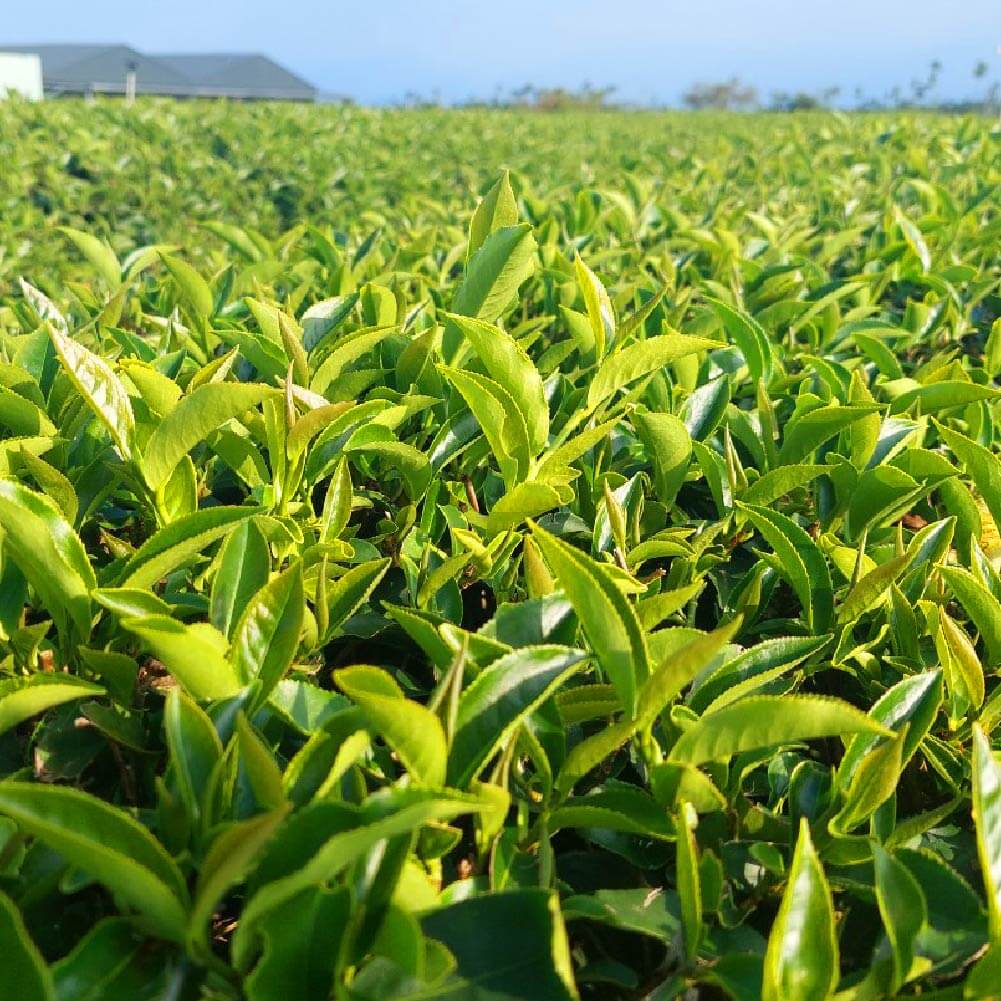 貓頭鷹茶森林豐原店-關於我們-純淨茶園